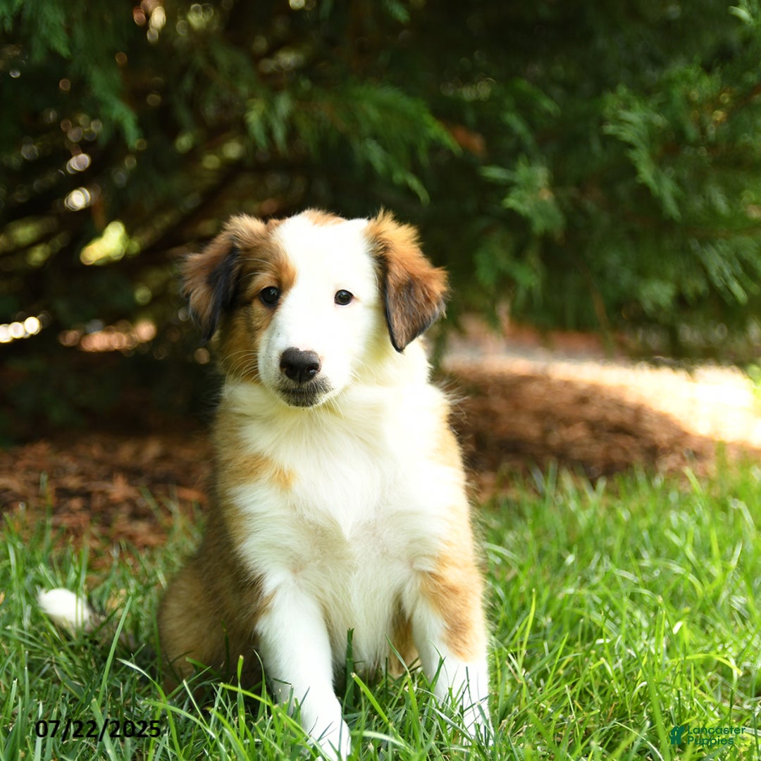 Shetland Sheepdog dogs for sale: Lassie - Image 2