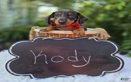 Miniature Dachshund dogs for sale: Kody - Image 6