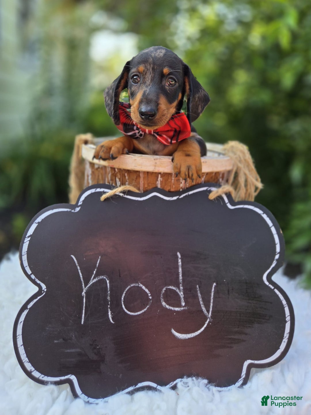 Miniature Dachshund dogs for sale: Kody - Image 6
