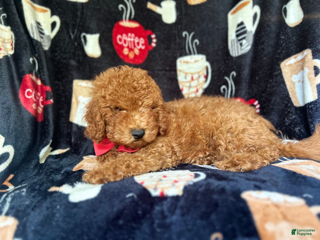 Cavapoo dogs for sale: Phoenix - Image 7