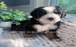 Bernese Mountain Dog dogs for sale: Female - Image 4
