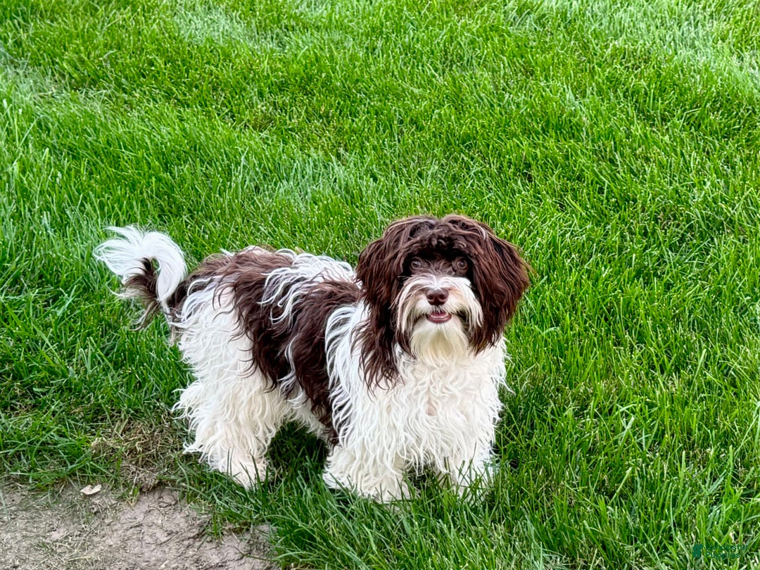 Havanese dogs for sale: Connor - Image 11