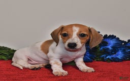 Miniature Dachshund dogs for sale: April - Image 2