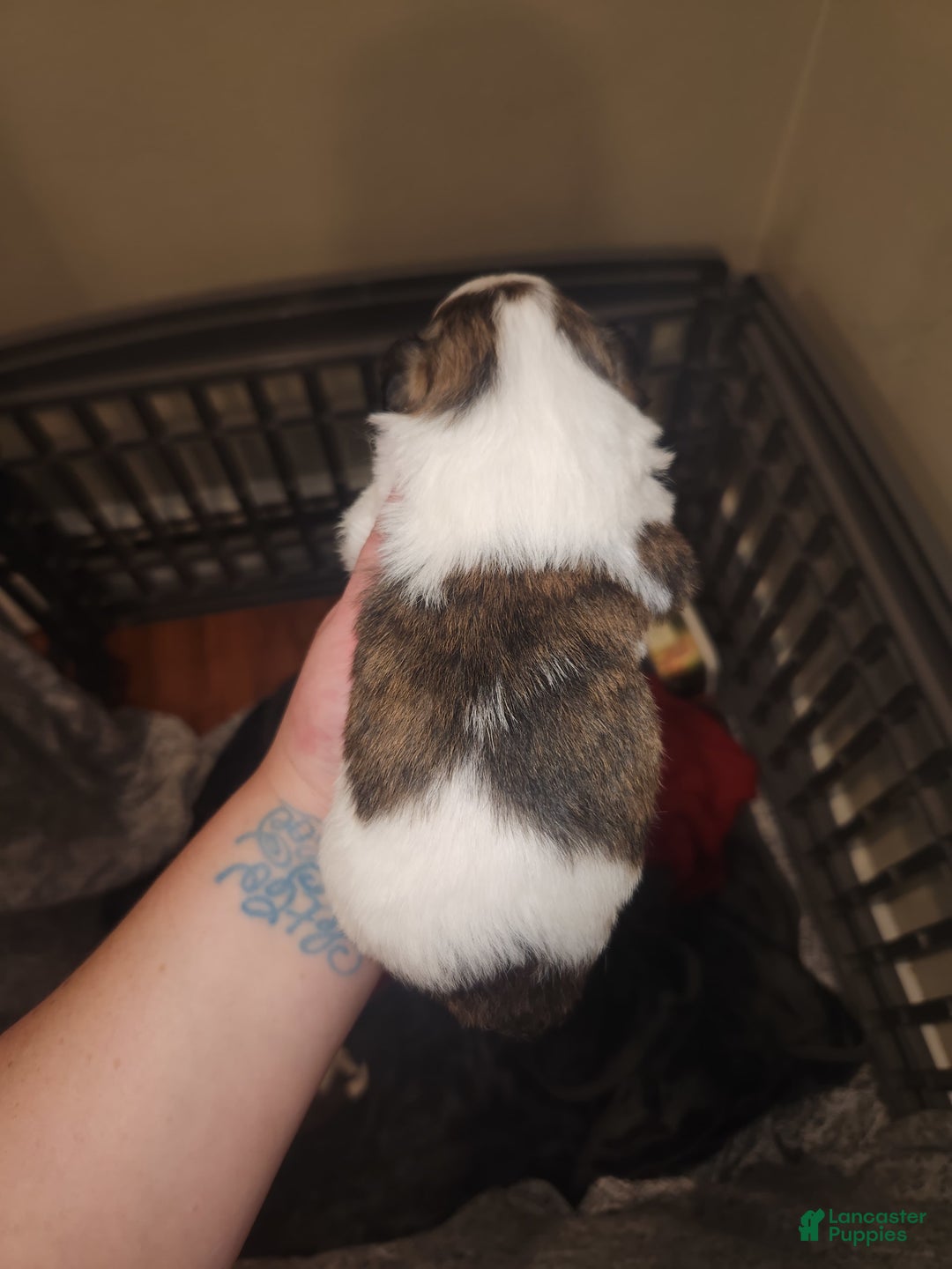 Chihuahua dogs for sale: Gunner - Image 2