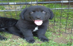 Golden Retriever dogs for sale: Bingo - Image 8