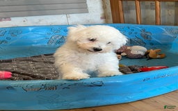 Bichon Frise dogs for sale: James - Image 4