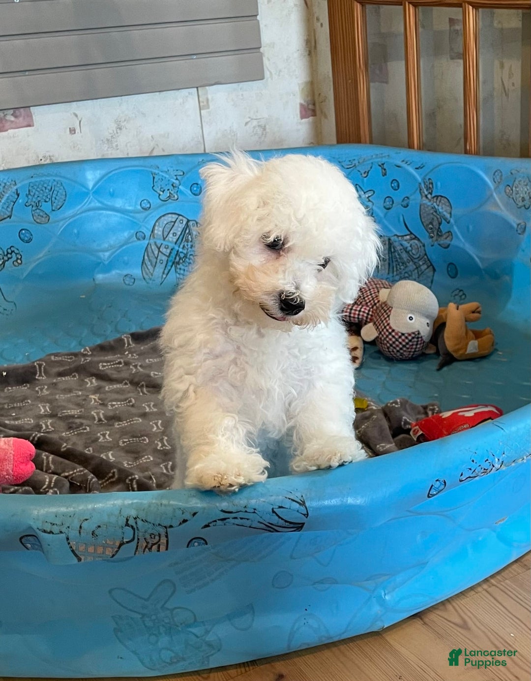 Bichon Frise dogs for sale: James - Image 4