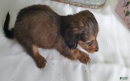 Miniature Dachshund dogs for sale: Scorch - Image 6