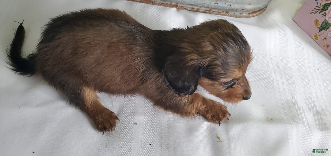 Miniature Dachshund dogs for sale: Scorch - Image 6