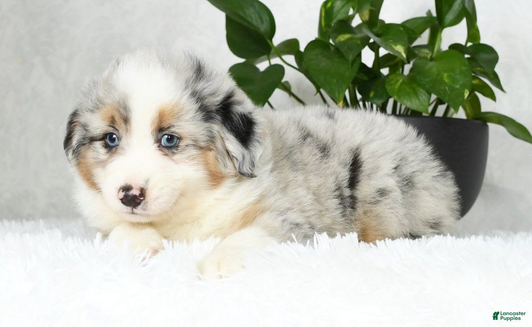 Australian Shepherd dogs for sale: Buddy - Image 4