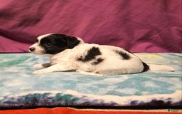 Chihuahua dogs for sale: Nix - Image 5