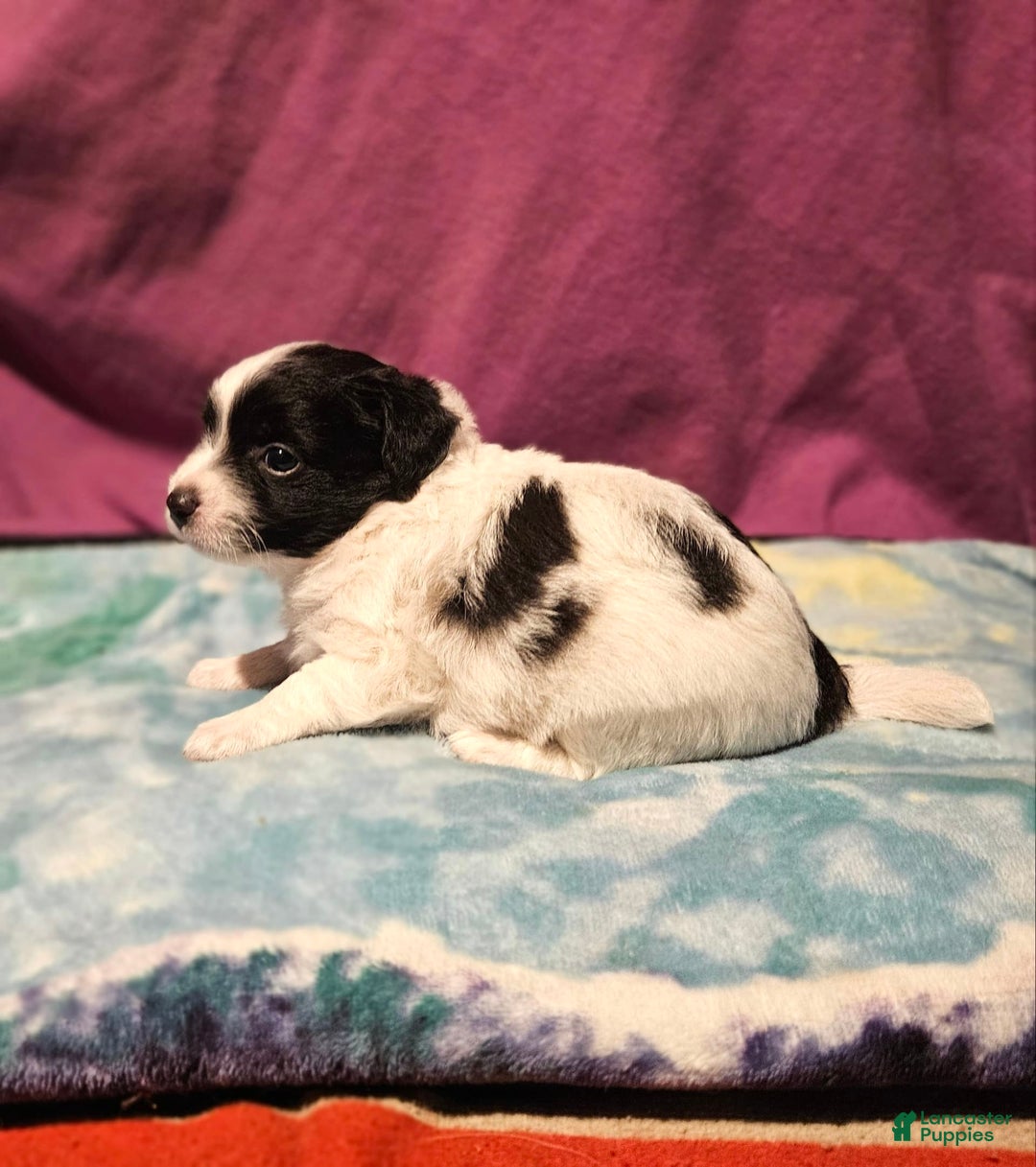 Chihuahua dogs for sale: Nix - Image 5