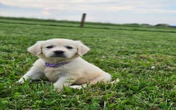 Golden Retriever dogs for sale: Jasmine - Image 4