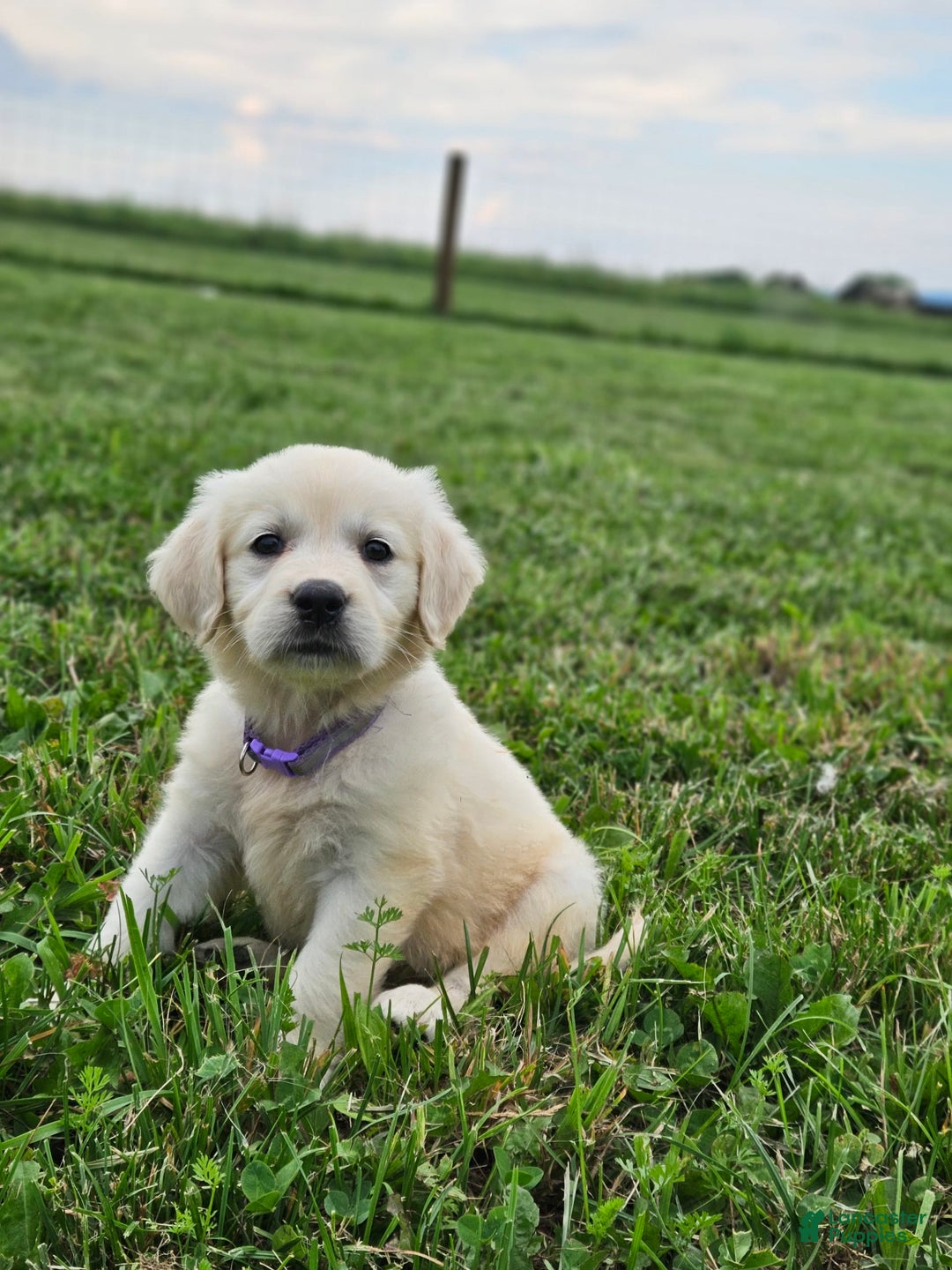 Golden Retriever dogs for sale: Jasmine - Image 4