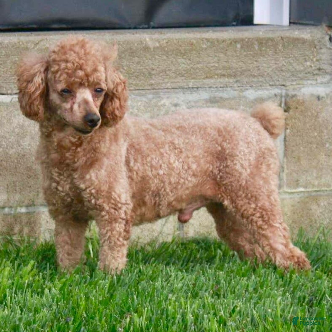 Mini Goldendoodle dogs for sale: Lemon - Image 14