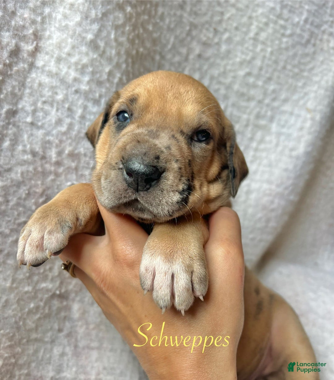 Great Dane dogs for sale: Schweppes - Image 1