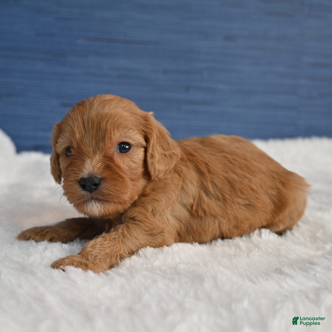 Cavapoo dogs for sale: Cavapoo 6 puppies - Image 30