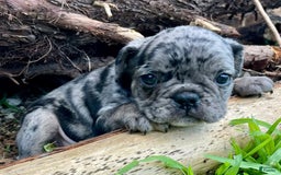 French Bulldog dogs for sale: Hugo - Image 1