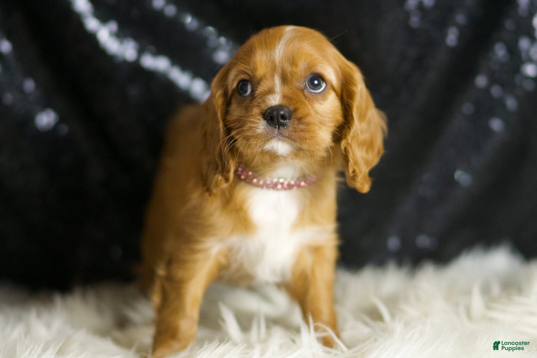 Cavalier King Charles Spaniel dogs for sale: Napa - Image 4