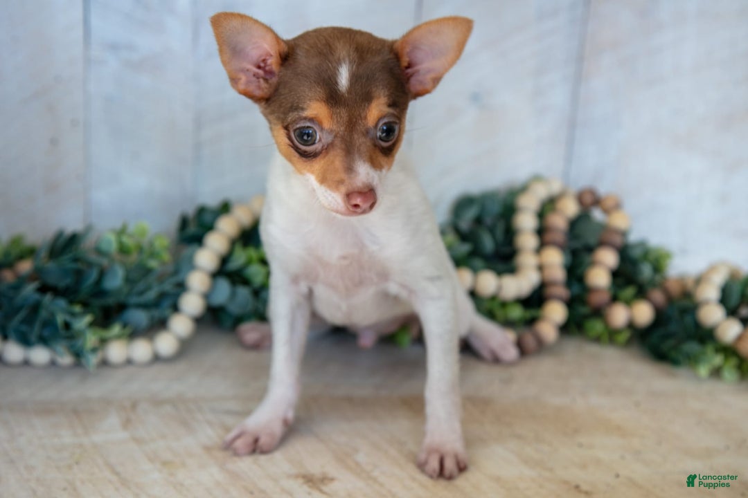 Toy Fox Terrier dogs for sale: Riley - Image 4