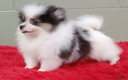 Pomeranian dogs for sale: Topper - Image 13