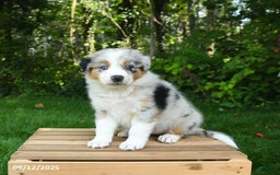 Australian Shepherd dogs for sale: Ava - Image 1
