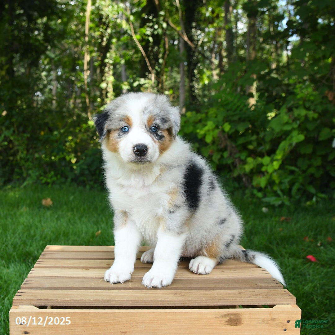 Australian Shepherd dogs for sale: Ava - Image 1