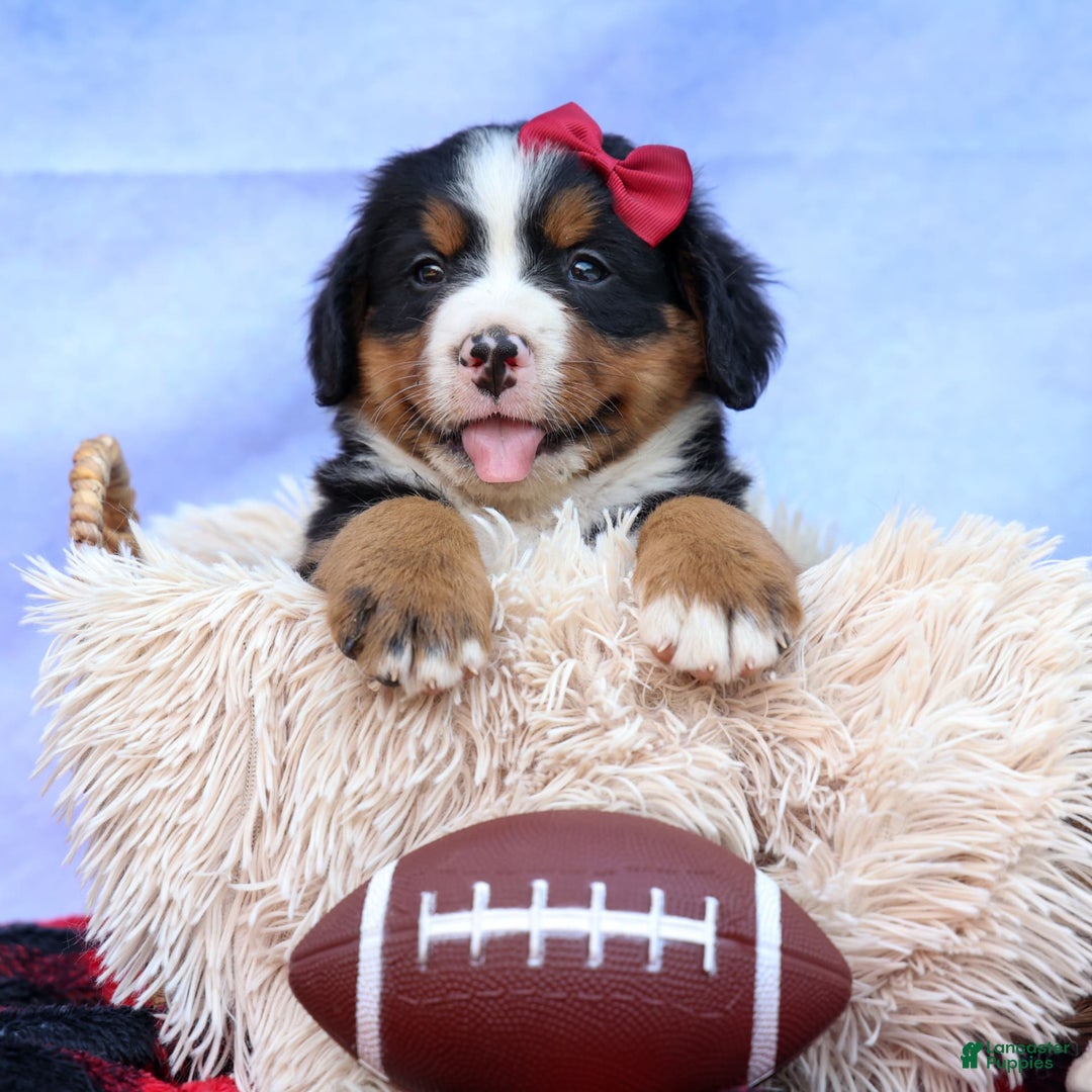 Bernese Mountain Dog dogs for sale: Simon - Image 8