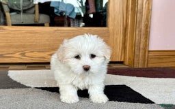 Coton De Tulear dogs for sale: Lindsey - Image 7