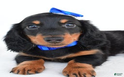 Miniature Dachshund dogs for sale: Teddy - Image 4