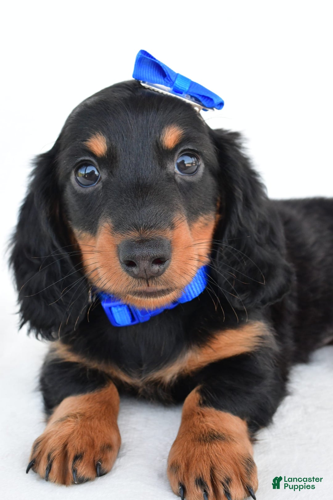 Miniature Dachshund dogs for sale: Teddy - Image 4