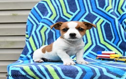 Jack Russell Terrier dogs for sale: Isaac - Image 3