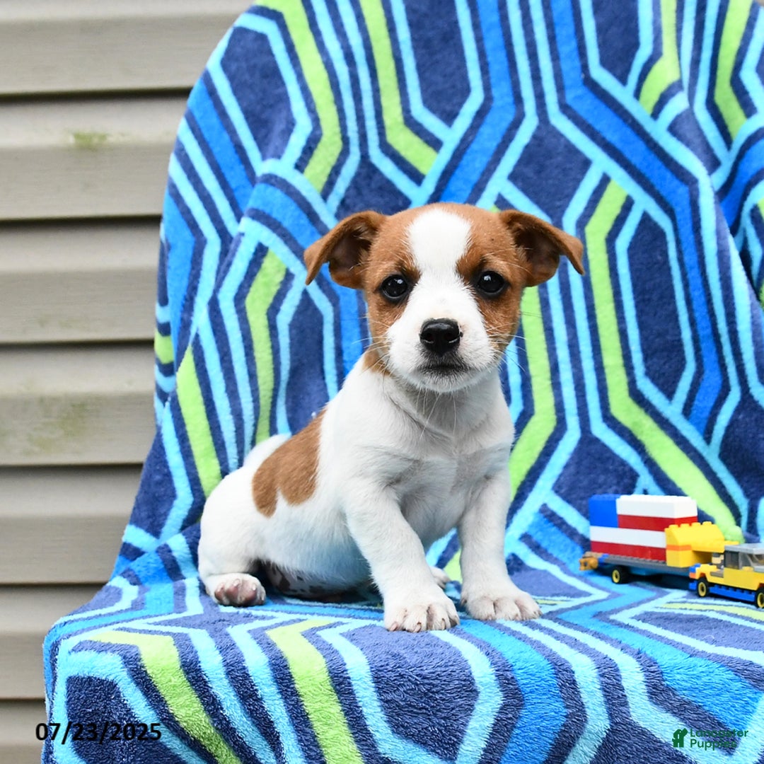 Jack Russell Terrier dogs for sale: Isaac - Image 3
