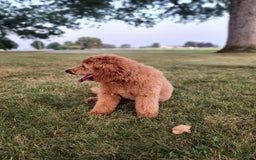 Mini Goldendoodle dogs for sale: Milo F1b - Image 35