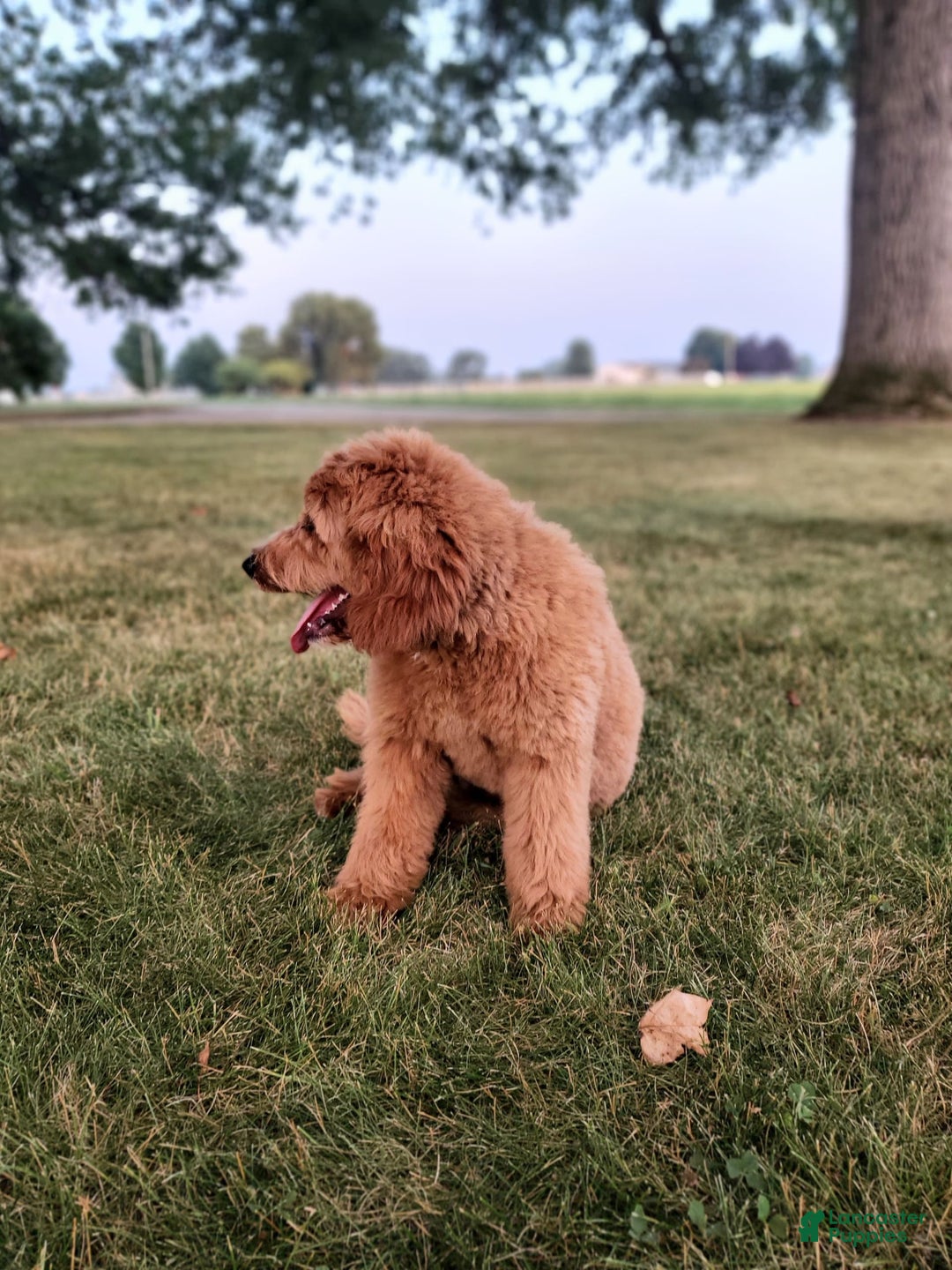 Mini Goldendoodle dogs for sale: Milo F1b - Image 35