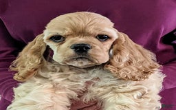 Cocker Spaniel dogs for sale: Daxx - Image 1