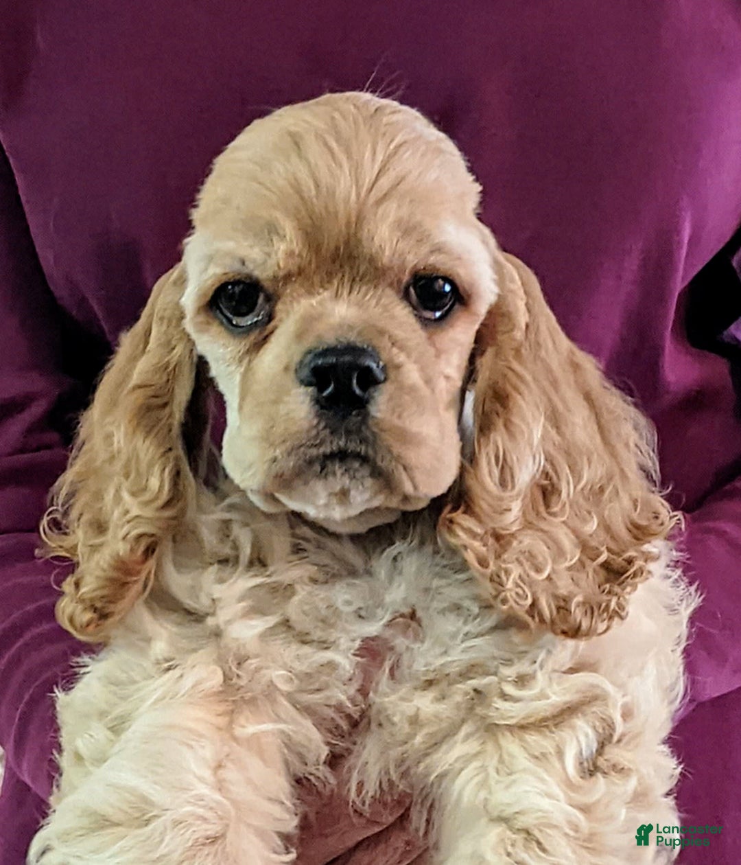 Cocker Spaniel dogs for sale: Daxx - Image 1