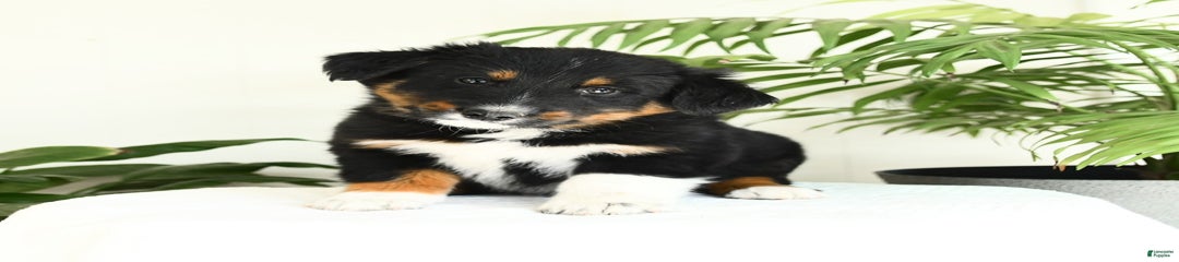 Benelli