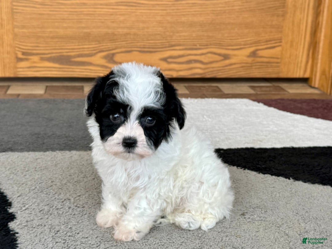 Havanese dogs for sale: Nathan - Image 10