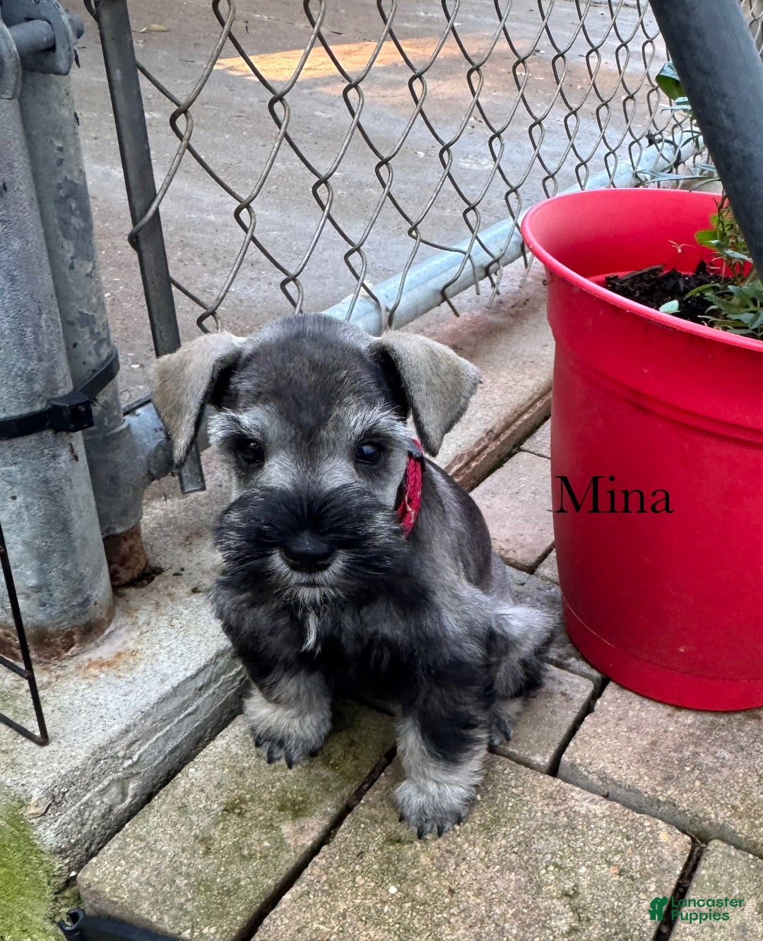 Miniature Schnauzer dogs for sale: Miniature Schnauzer 6 puppies - Image 10