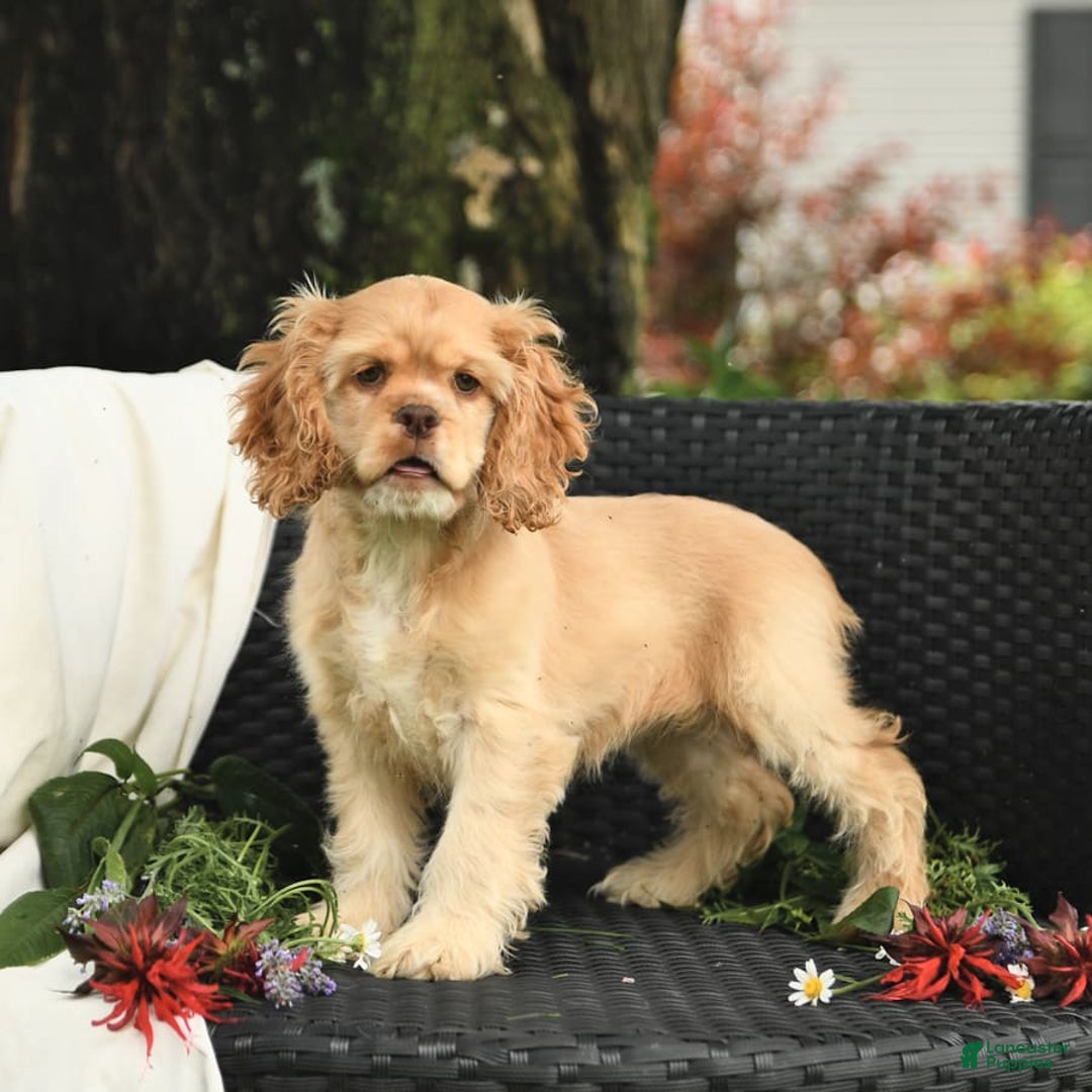 Cocker Spaniel dogs for sale: Kayla - Image 8