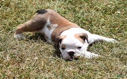 English Bulldog dogs for sale: PAUL - Image 3