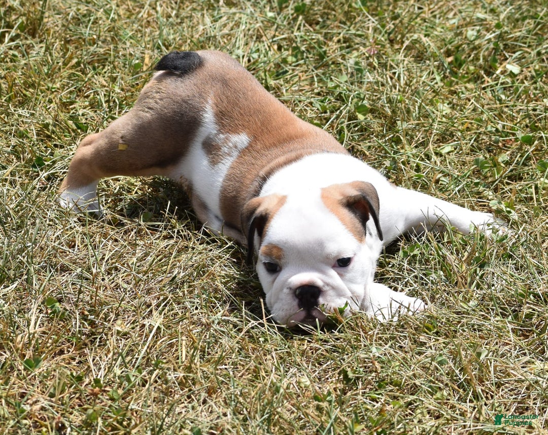 English Bulldog dogs for sale: PAUL - Image 3