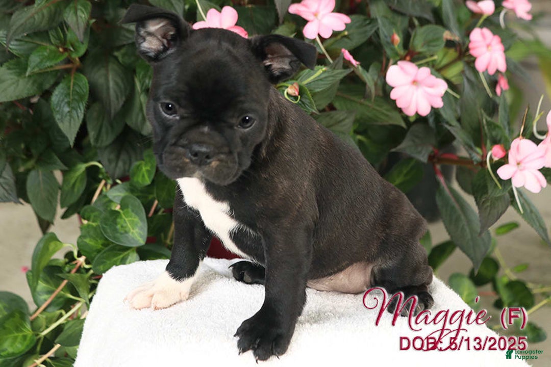 French Bulldog dogs for sale: French Bulldog 6 puppies - Image 18