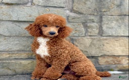 Standard Poodle dogs for sale: Rome Moyen - Image 17
