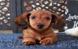 Dachshund dogs for sale: Bugsy - Image 4