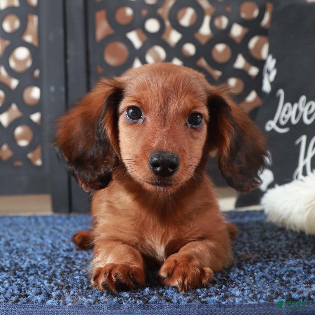 Dachshund dogs for sale: Bugsy - Image 4