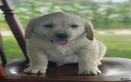 Golden Retriever dogs for sale: Friendly Fern - Image 4