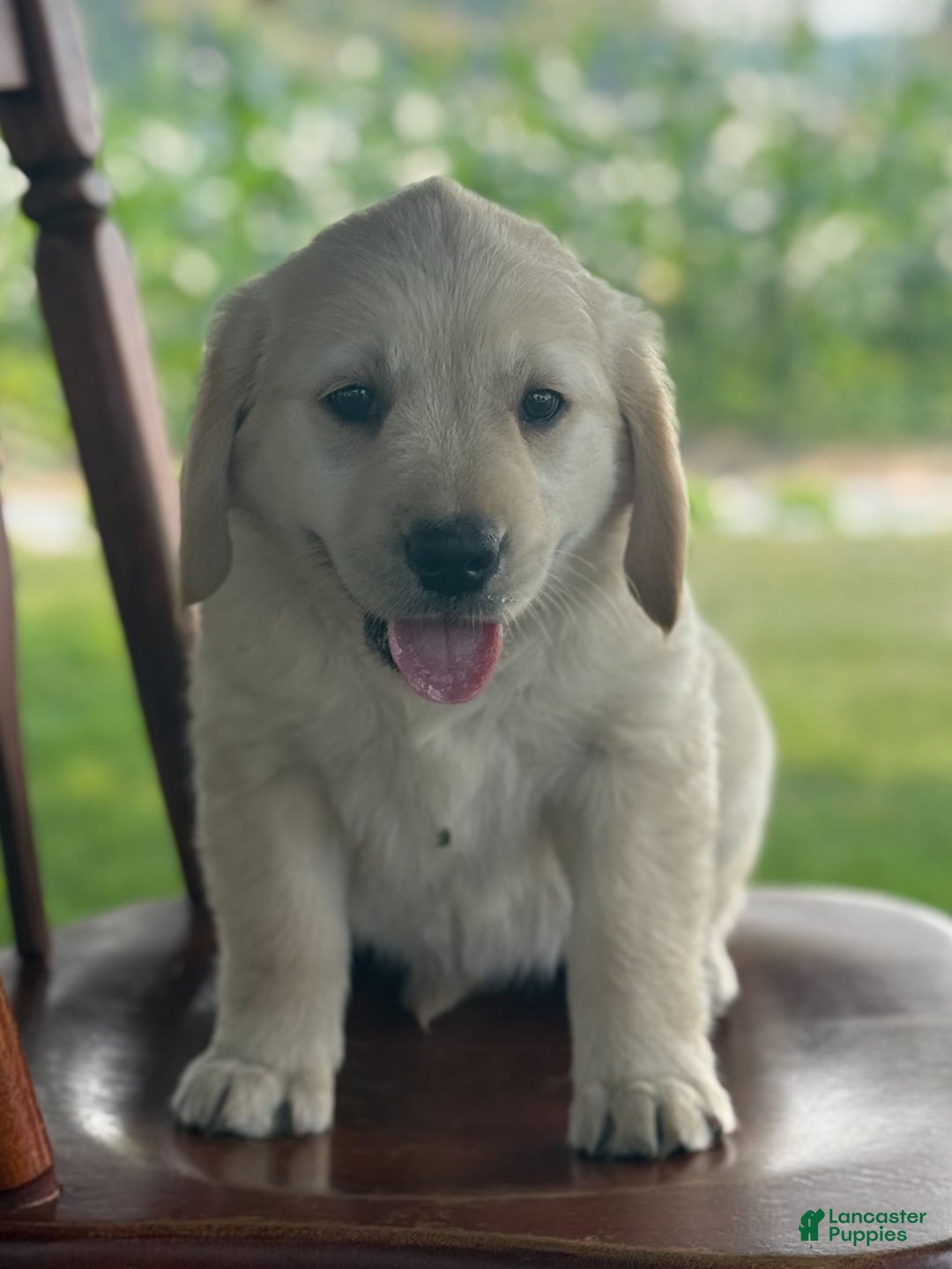 Golden Retriever dogs for sale: Friendly Fern - Image 4