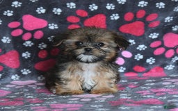 Shorkie dogs for sale: Hudson - Image 10